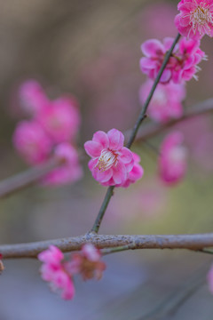 梅花