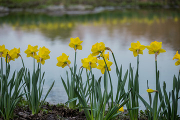 水仙花