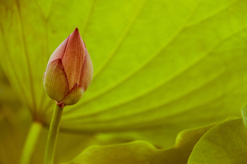 荷花花苞