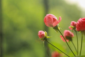 香水月季