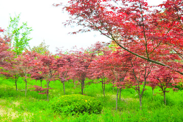 红枫树林