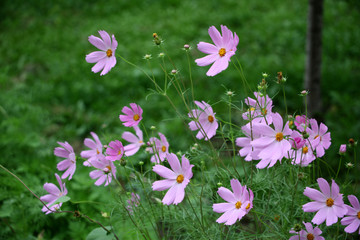 格桑花