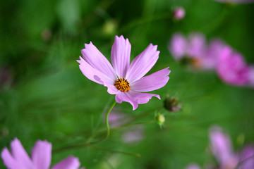 格桑花