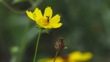 金鸡菊花儿