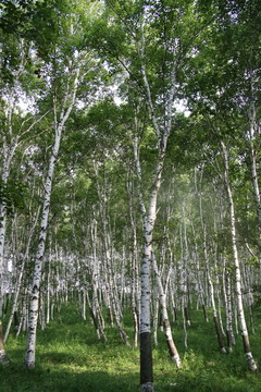 乌兰布统的白桦树林