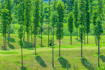 阳光树林背景