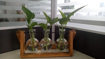 桌面綠色植物
