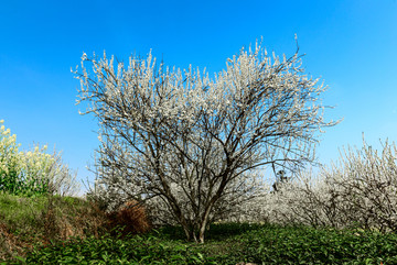 李子树