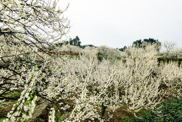 李子树