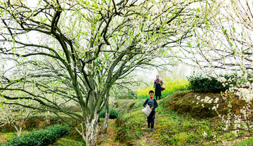 李子树