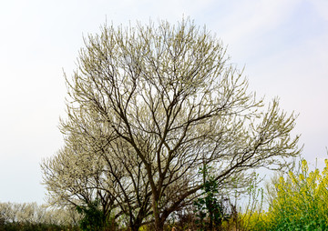 李子树