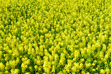 油菜花李花