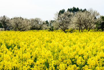 油菜花李花