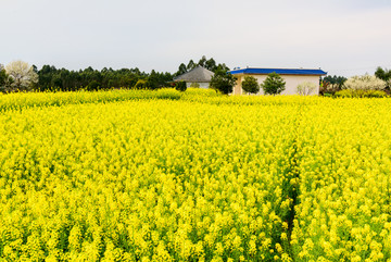 油菜花李花