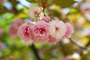 山东青岛樱花