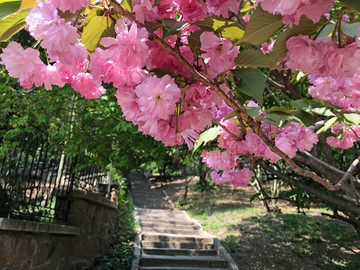 山东青岛植物园樱花