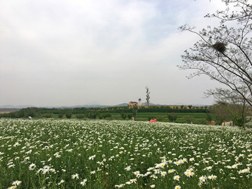 山东日照东港花仙子风景区