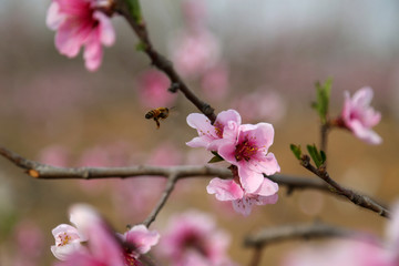 桃花特写