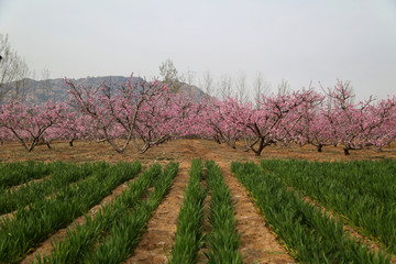 山东临沂莒南桃园风光田园风光