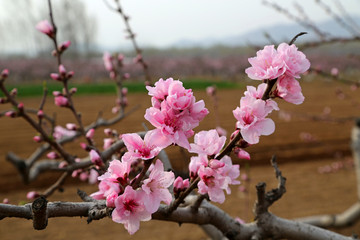 桃花特写