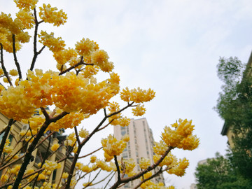 金黄色的结香花