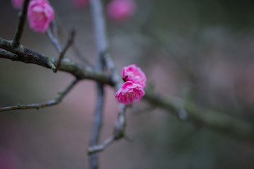 梅花梅园梅花树