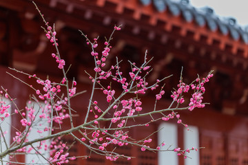 梅花梅园梅花树