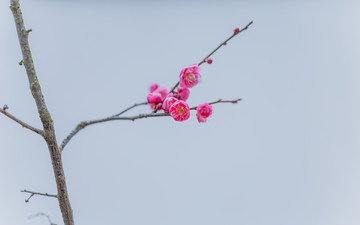 梅花梅园梅花树