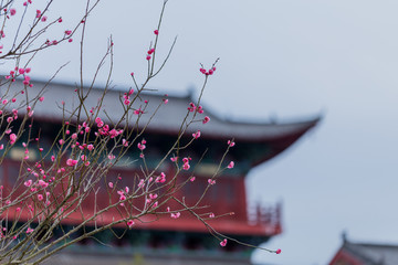 梅花梅园梅花树