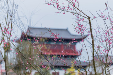 梅花梅园梅花树