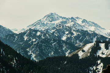 雪山云杉