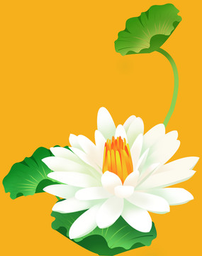 荷花插畫(huà)