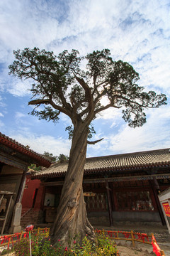 山西洪洞广胜寺老柏树