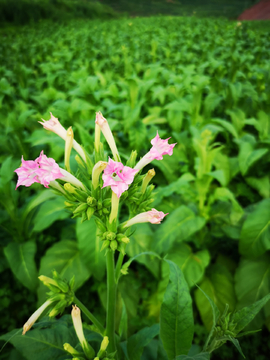 烤烟烟花