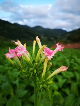 烤烟烟花