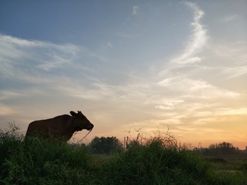 晚霞夕阳真牛