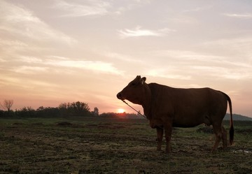 晚霞夕阳真牛