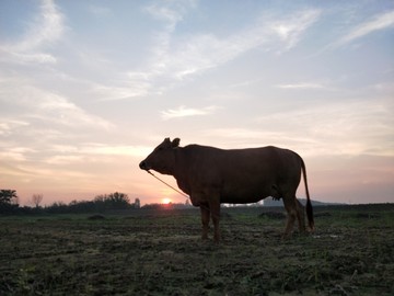 晚霞夕阳真牛