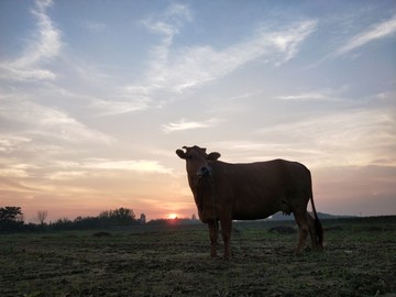 晚霞夕阳真牛