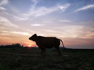 晚霞夕阳真牛