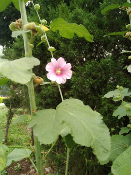 孤独芳华