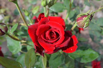 火红的玫瑰