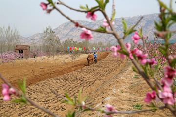 山东临沂莒南田园风光北方春耕图