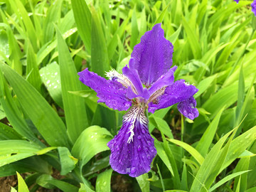 雨后的鸢尾花