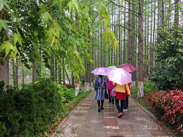 雨中的山东青岛市南植物园