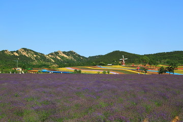 山东青岛西海岸生态观光园薰衣草