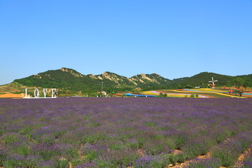 山东青岛西海岸生态观光园薰衣草