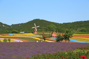 山东青岛西海岸生态观光园薰衣草