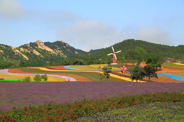 山东青岛西海岸生态观光园薰衣草