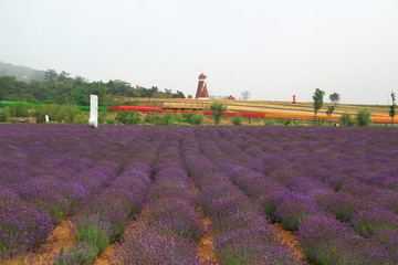 山东青岛西海岸生态观光园薰衣草